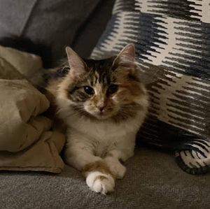 Meet your Posher, Payton